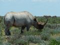 rhino 01 etosha